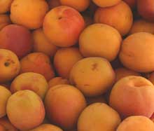 Apricot kernel oil / apricot oil is extracted from apricot kernels