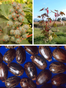 Castor oil is derived from Ricinus communis