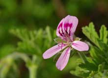 L'huile de géranium est extraite des fleurs du genre Pelargonium.