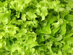 Salads can be spiced up with orange blossom water